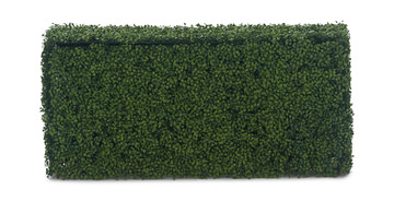 Boxwood Hedge - 48″ x 26″