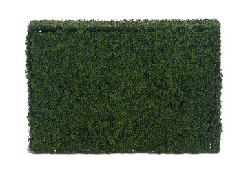 Boxwood Hedge - 48″ x 39″