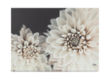 Dalia Blossoms Canvas Art  thumbnail 1