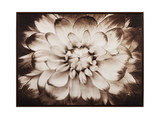 Phiala Sepia Tone Canvas Art thumbnail 1