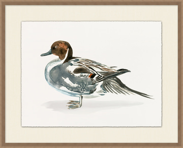 image Pintail Duck I