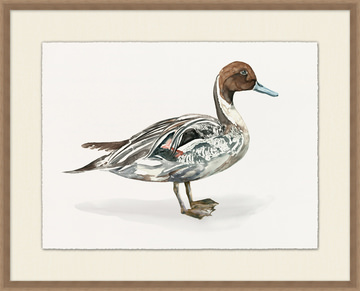 image Pintail Duck II
