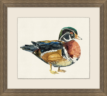 image Wood Duck II Framed Art