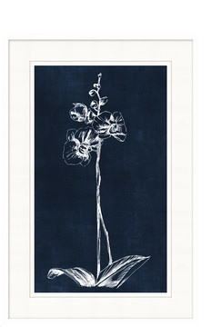 image Navy Orchid III
