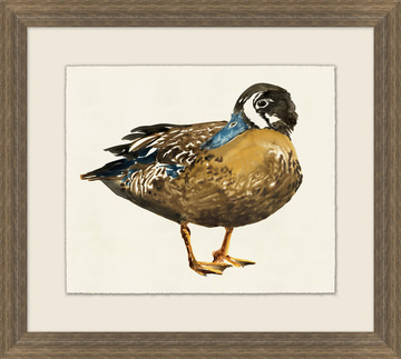 image Wood Duck I Framed Art