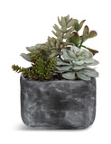 Alverios Succulent thumbnail 2