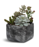 Alverios Succulent thumbnail 1