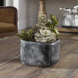 Alverios Succulent thumbnail 3
