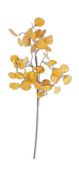 image Yellow Eucalyptus