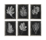Foliage Botanicals, Set of 6 thumbnail 1