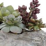 Charita Succulents thumbnail 3