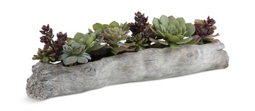 image Charita Succulents