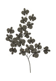Metal Orchid Sprig thumbnail 1