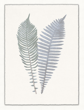 image Arden Ferns 6 Framed Wall Art