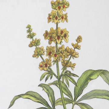 Set/4 Wildflowers Framed Prints