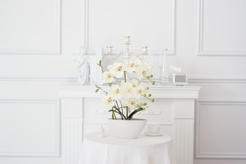 White Orchids in White Bowl